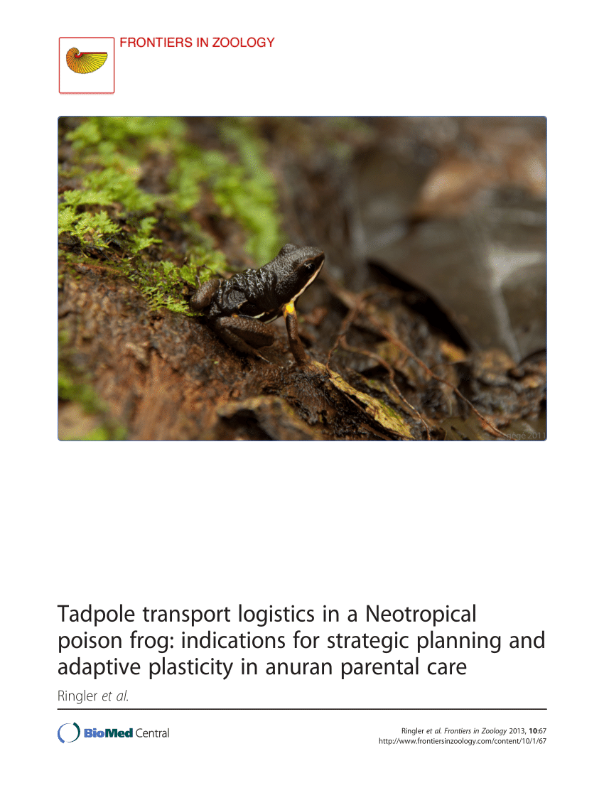 teaching strategies tadpole